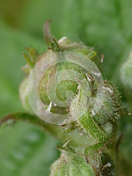 Blackberry Bush with Green fly Aphids. Macro Close Up