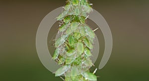 Blackberry Bush with Green fly Aphids. Macro Close Up