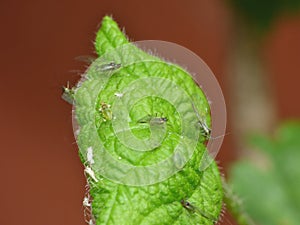 Blackberry Bush with Green fly Aphids. Macro Close Up