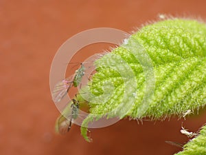 Blackberry Bush with Green fly Aphids. Macro Close Up