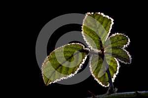 Blackberry bush leaves backlit with ice, Autumn -