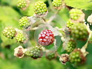 BLACKBERRY BUSH WITH RED BERRY