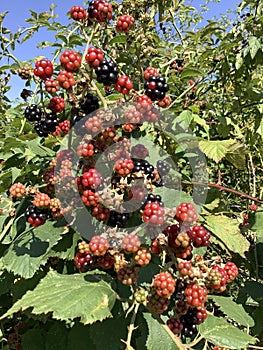 a blackberry bush with ripe and unripe fruits