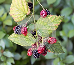 Blackberry bush with ripening black and red fruits