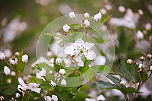 Blackberry bush Rosaceae family in Bloom photo