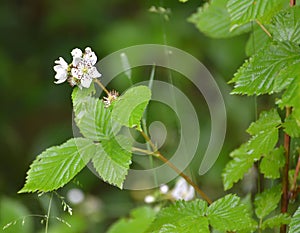 The blackberry is bushy Rubus fruticosus L.. Branch with flowers and leaves