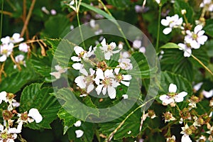 The blackberry is bushy Rubus fruticosus L.. Flowers and leaves