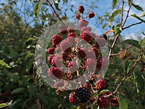 Blackberry close-up in forest in Antequera, Andalucia, Malaga, Spain.