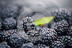 Blackberry closeup background. Fresh Ripe organic black berries with green leaf backdrop close-up. Bio Blackberries, background