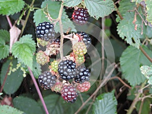Blackberry delicious affordable nutritious tasty natural fruit