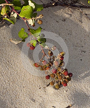 Blackberry on the dunes of Atlantic coast