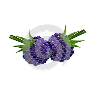 Blackberry Flat Vector Sticker