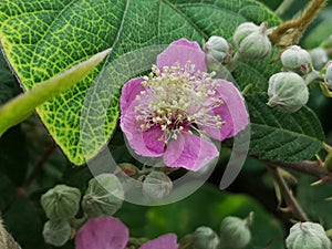 Blackberry flower