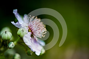 Blackberry flower