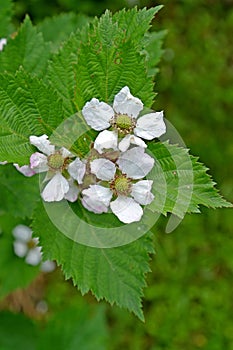 Blackberry flowers are artisanal Rubus fruticosus L