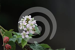 Blackberry flowers with berries on a dark background