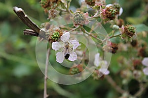 Blackberry flowers and fruits. Tree branch. Stamen and pistil.