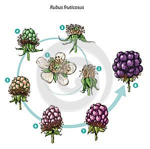 Blackberry fruit development