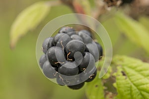 Blackberry fruit with green leafs