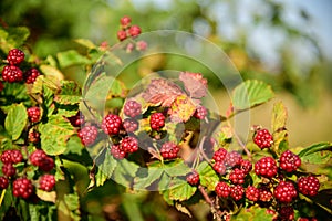 Blackberry fruit growing on branch blackberries in wild