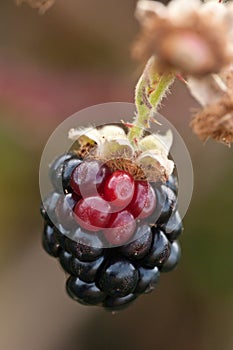Blackberry fruit hangs on brambles photo