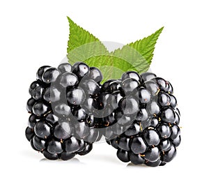 Blackberry fruit isolated