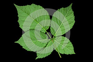 Blackberry fruit leaf closeup