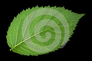 Blackberry fruit leaf closeup