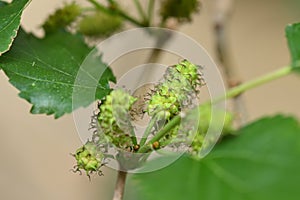 blackberry fruit Morus alba macro photography nature plant with fruit emerging