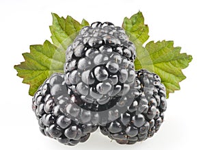 Blackberry fruit objects isolated