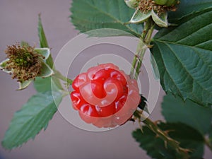 Blackberry fruit - Red