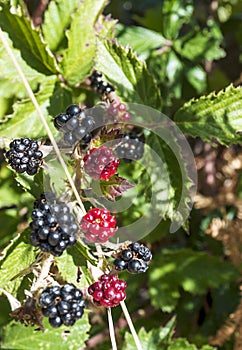 Blackberry fruit