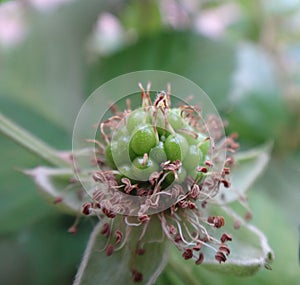 Blackberry fruit Unripe