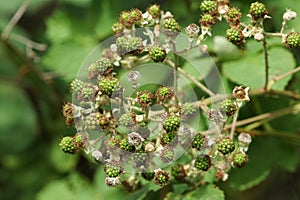 Blackberry fruits growing on a Bramble bush, Rubus fruticosus, in the hedgerow.