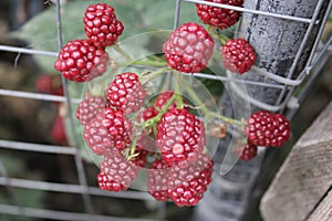 BlackBerry garden cultural