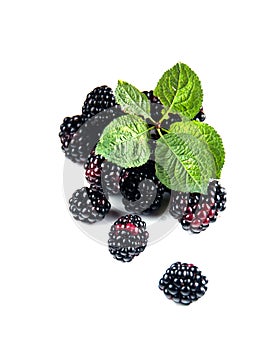 BlackBerry with green leaves isolated on pure white background.