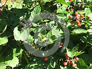 Blackberry grows in the garden. Ripe and unripe blackberry on a background of berry bush. Natural pharmacy. Organic food