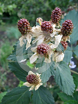 Blackberry grows in the garden. Ripe and unripe blackberry on a background of berry bush. Natural pharmacy. Organic food