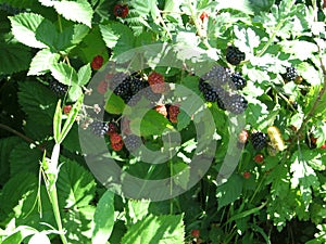 Blackberry grows in the garden. Ripe and unripe blackberry on a background of berry bush. Natural pharmacy. Organic food