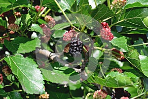 a blackberry grows on a tree