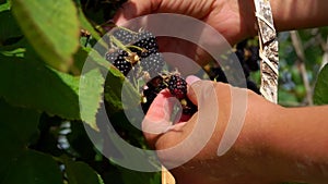 Blackberry harvest in the garden on a sunny day