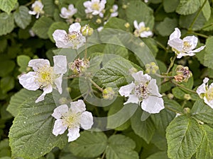 Blackberry hedge with delicate white flowers in May