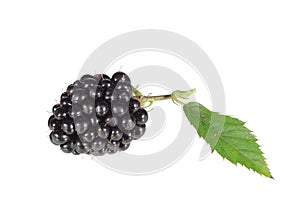 Blackberry and leaf