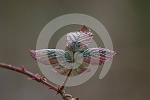 Blackberry leaf photo