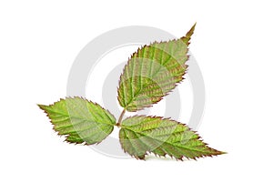 Blackberry leaf
