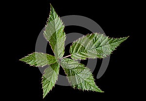 Blackberry leaf on black