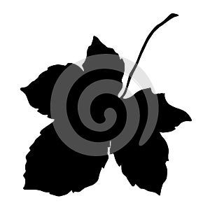 Blackberry leaf. Black and white engraved ink art. Isolated blackberry illustration element.