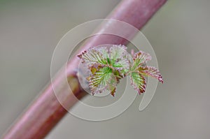 Blackberry leaf