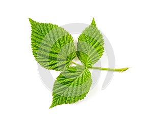 Blackberry Leaf