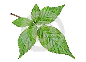 Blackberry leaf isolated